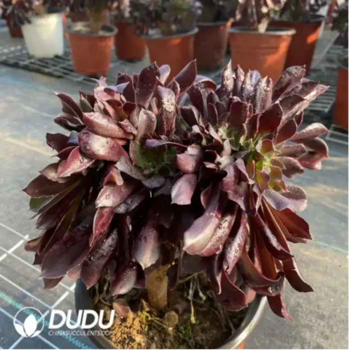 Aeonium Arboreum Velour European Crestata(Big) - Image 4