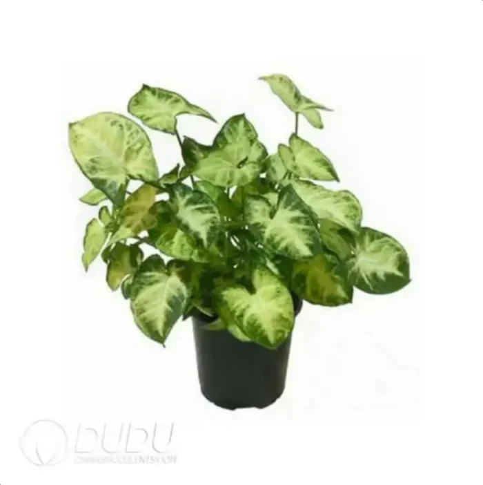 0.2/Pcs Syngonium Pixie Seedling(100Pcs?? - Image 4