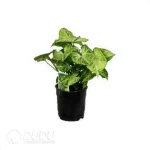 0.2/Pcs Syngonium Robusta Seedling(100Pcs?? - Image 4
