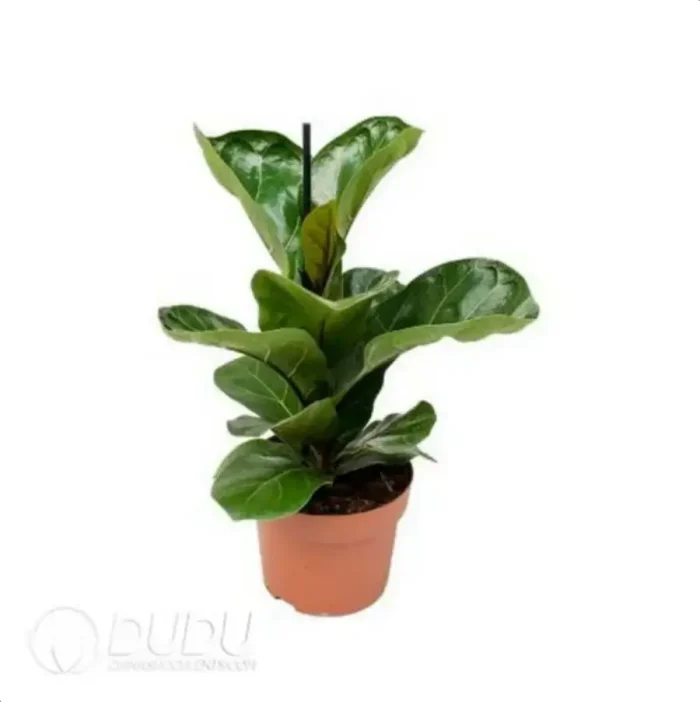 0.2/Pcs Ficus lyrata 'Bambino' Seedling(100Pcs?? - Image 4