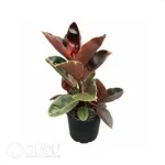 0.2/Pcs Ficus elastica 'Ruby' Seedling(100Pcs?? - Image 4