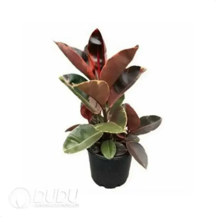 0.2/Pcs Ficus elastica 'Ruby' Seedling(100Pcs?? - Image 4