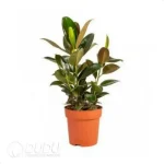 0.2/Pcs Ficus elastica Melany Seedling(100Pcs?? - Image 4
