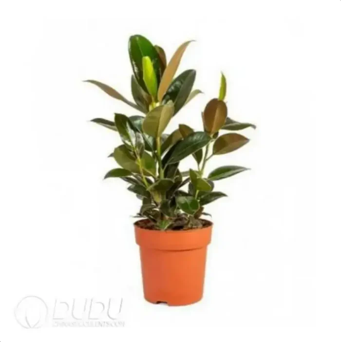 0.2/Pcs Ficus elastica Melany Seedling(100Pcs?? - Image 4