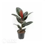 0.2/Pcs Ficus elastica  Burgundy Seedling(100Pcs?? - Image 4