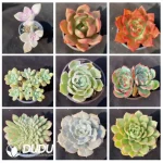 Blind Box Of 90-110mm Echeveria Set (50Pcs) Moq1 - Image 5