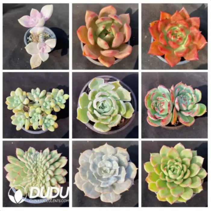 Blind Box Of 90-110mm Echeveria Set (50Pcs) Moq1 - Image 5