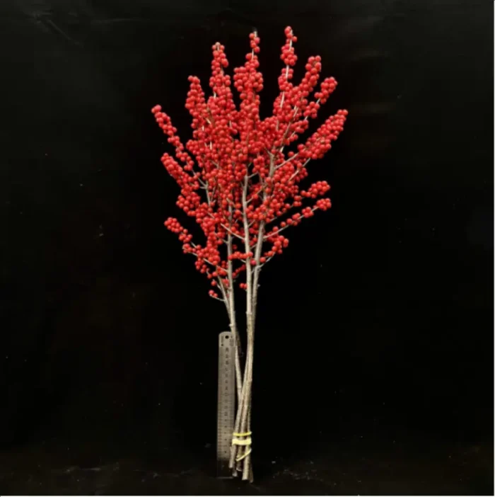 Europe Hongguo holly Oosterwijk - Image 5