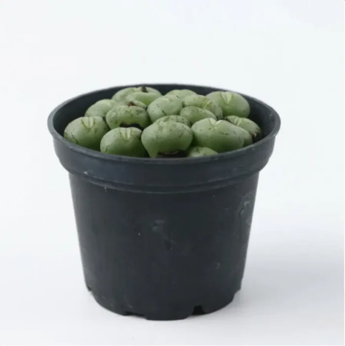 Conophytum-Phosphor jade(Pot Sale) - Image 5