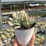 Echeveria Luella variegated Double - Image 5