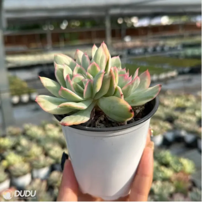 Echeveria Luella variegated Double - Image 5