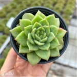 Echeveria Ice Angel variegate - Image 5