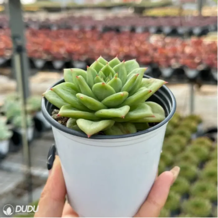 Echeveria Ice Angel variegate - Image 6