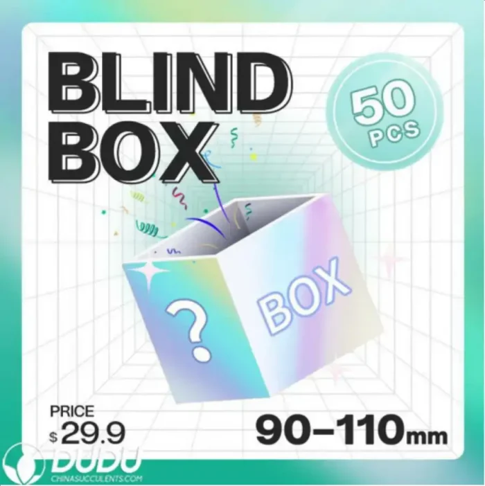 Blind Box Of 90-110mm Echeveria Set (50Pcs) Moq1 - Image 6