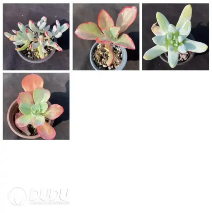 Blind Box Of 90-110mm Echeveria Set (50Pcs) Moq1 - Image 7
