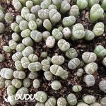 600-800pcs Lithops gracilidelineata C244