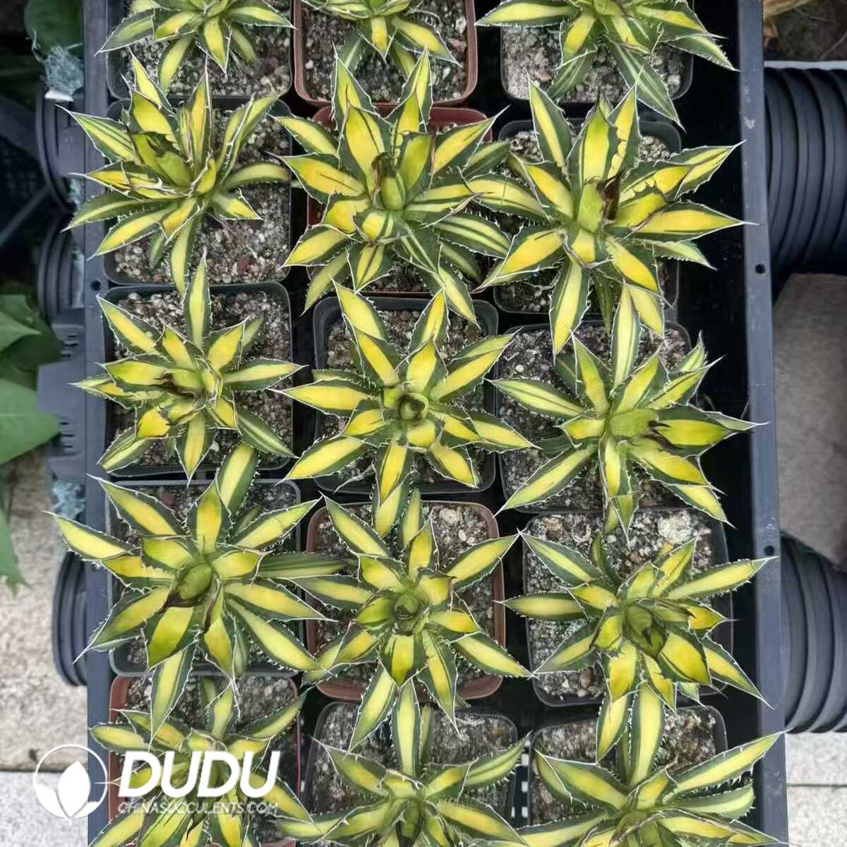 e201-10-1.jpg Agave Kissho Kan var. mediopicta - Image 1