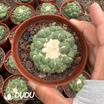 Cactus-Coryphantha elephantidens cv.Inermis offset