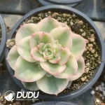 Echeveria wax peonies  Variegated