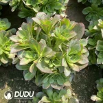 Aeonium Charm Gold Rose Clustering