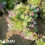 Aeonium Halloween Cristata