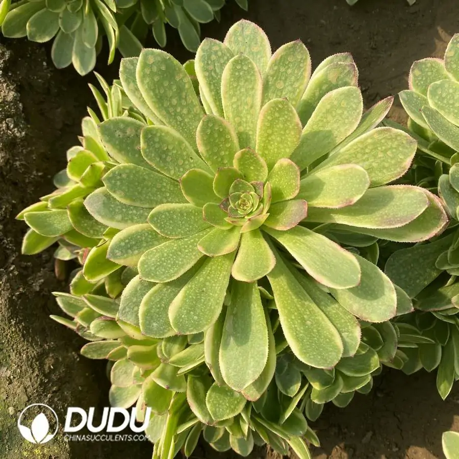 e201-1003.webp Aeonium Pinellia Ternata Clustering - Image 1