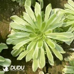 Aeonium Pink Venus Cluster