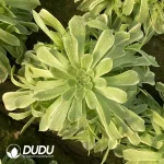 Aeonium Tsar Cluster