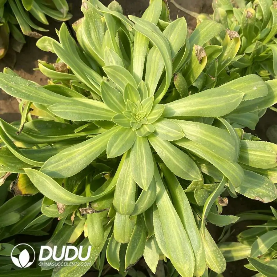 e201-1009.webp Aeonium Biluochun Cluster - Image 1