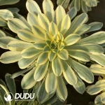 Aeonium Brilliant Cluster