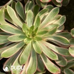 Aeonium White Witch Cluster