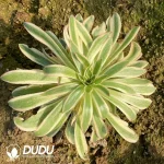 Aeonium Xiyan Cluster