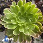 Aeonium Golden Phoebe