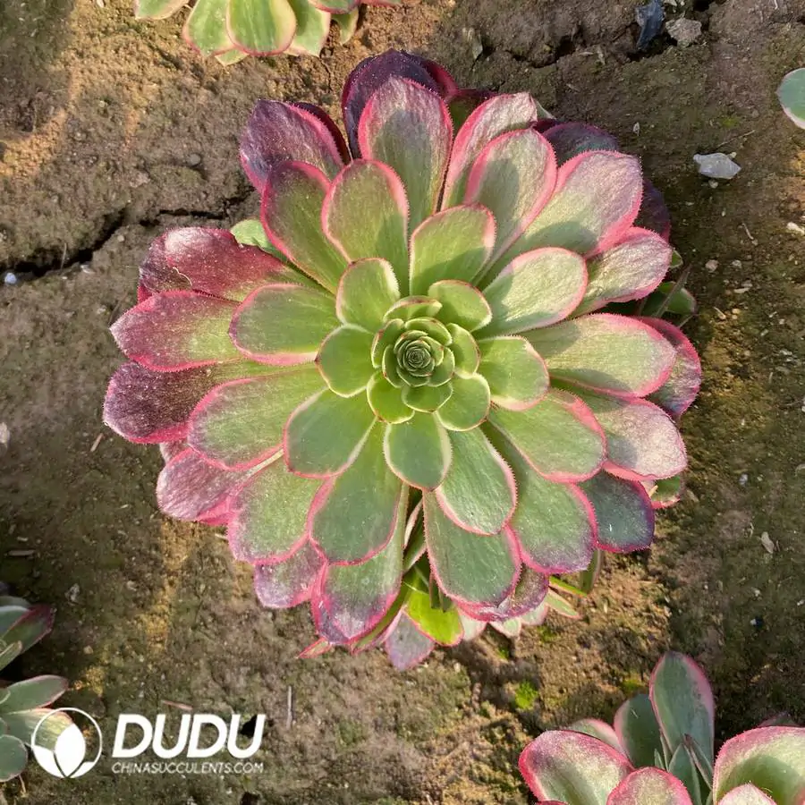 e201-1020.webp Aeonium Huayao Clustering - Image 1