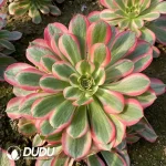 Aeonium Pink Lady Cluster
