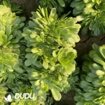 Aeonium Green Cashmere Cristata