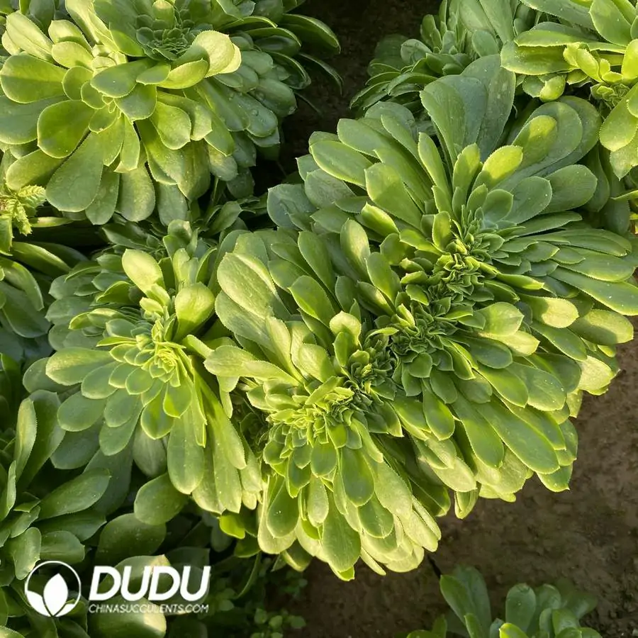 e201-1023.webp Aeonium Green Cashmere Cristata - Image 1