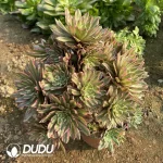 Aeonium Audrey Cluster