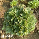 Aeonium Halloween Cluster