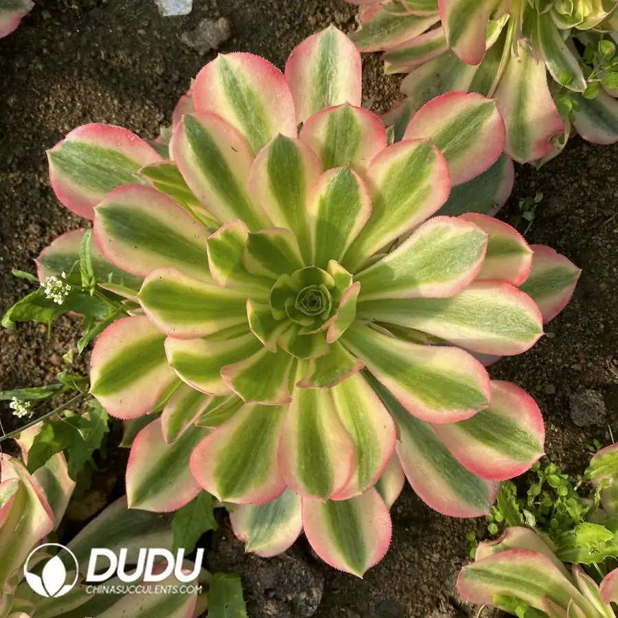 e201-1037.webp Aeonium Red sleeves Clustering - Image 1