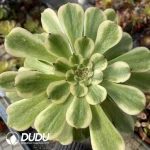 Aeonium Pink Daisy Clustering