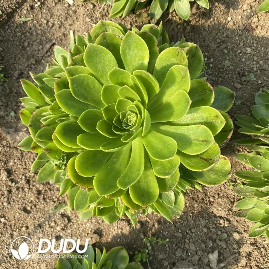 e201-1051.webp Aeonium Green Goblin Clustering - Image 1