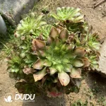 Aeonium Shaohua Clustering