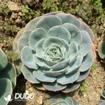 Echeveria Jade Butterfly