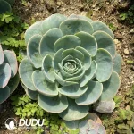 Echeveria Jade Butterfly