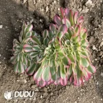 Aeonium Qingcheng Cristata