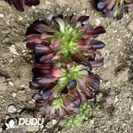 Aeonium Huana Cristata