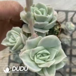 Echeveria Lovely Rose Variegated 3 heads Clustering