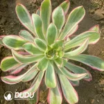 Aeonium Voodoo Variegated Clustering
