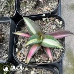 Agave titanota 'Snaggle Tooth'